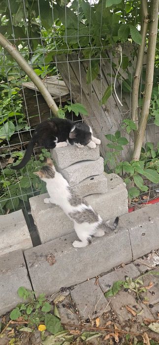 Pisoi spre adoptie