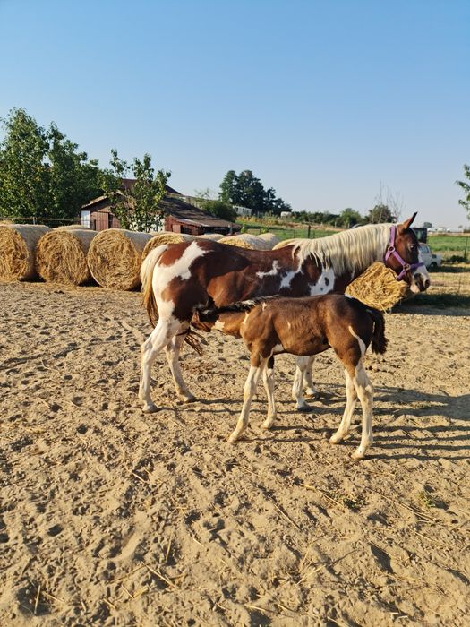 De vânzare Iapa pinto de 10 ani cu mânz