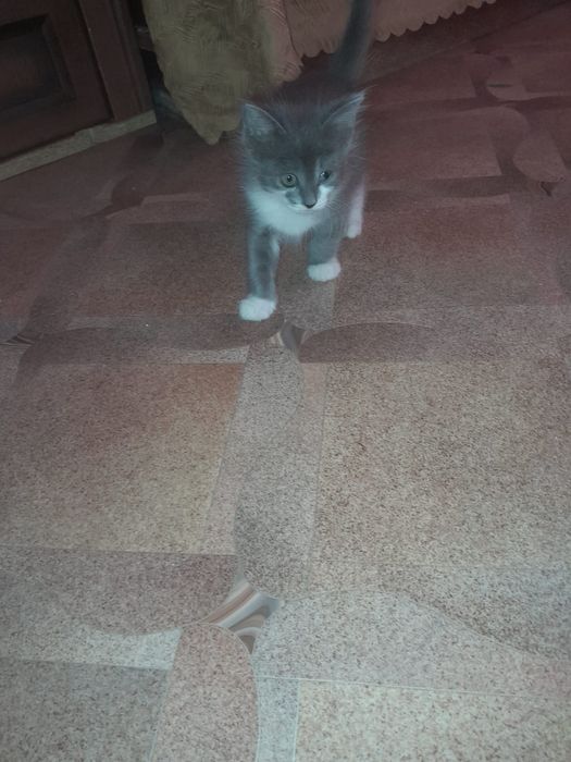 Котята         .