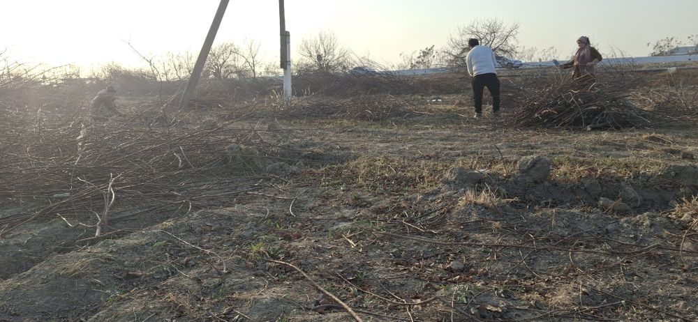 O‘tin uchun daraxtlar sotiladi