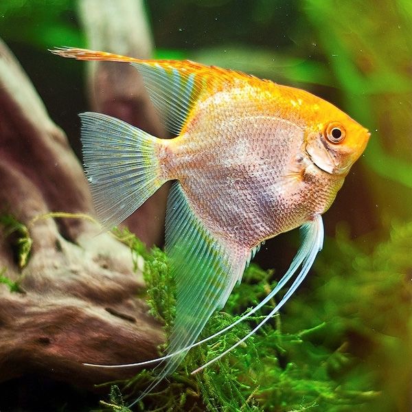 Аквариумные рыбки