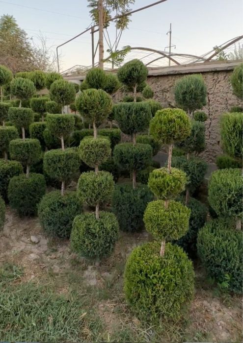 Саженцы ёлка Алматы