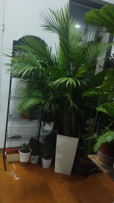 Большие цветы для офиса