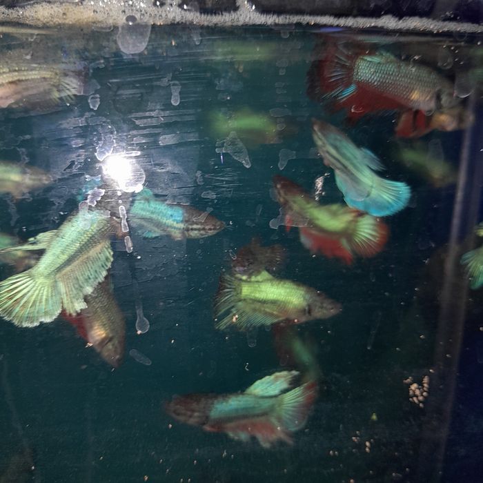 Аквариумные рыбки петушк