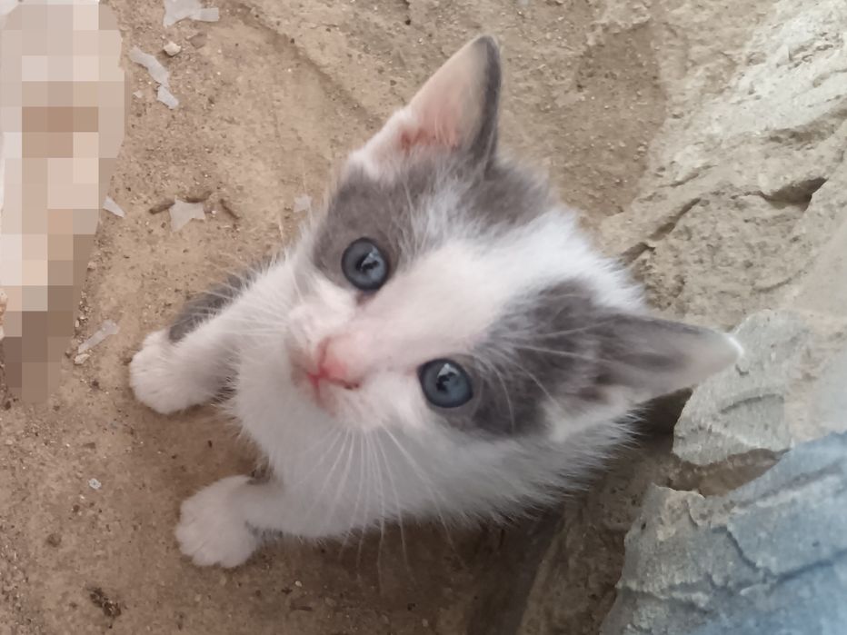 дадим котят в добрые руки