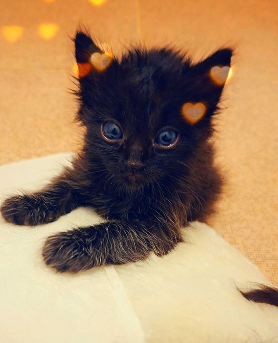 Adoptie pui de pisica negrii si pufosi Bujoreii