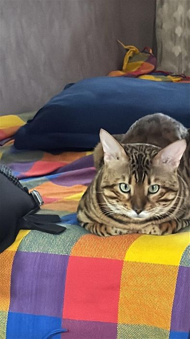 Ищем симпатичную бенгалочку