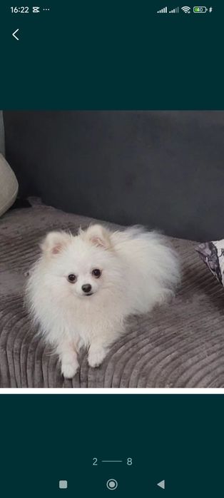 Жених Кевин на вязку