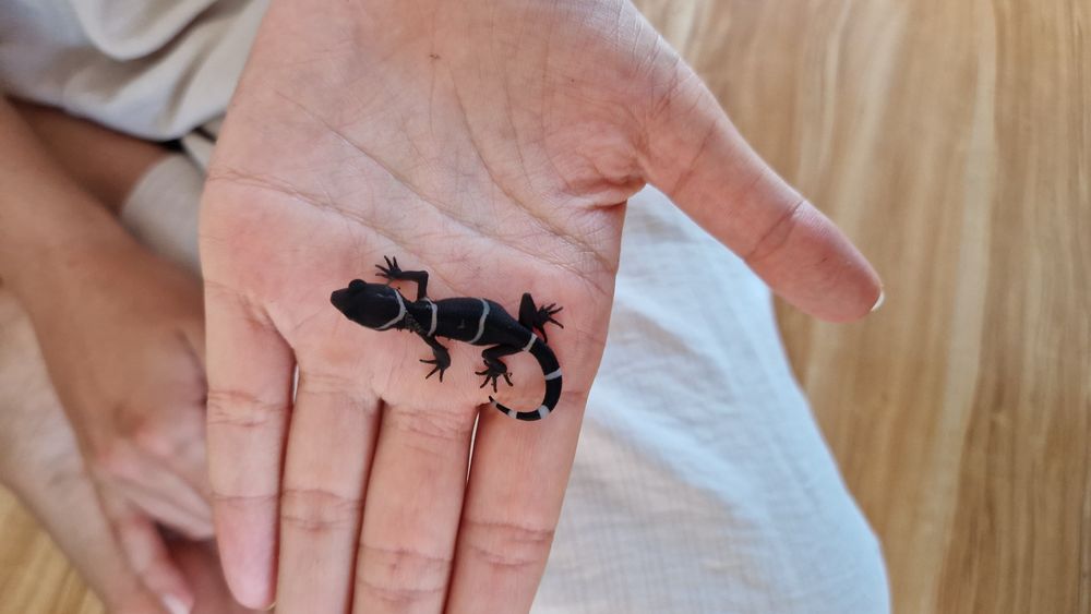 Vand cave gecko, U.milli