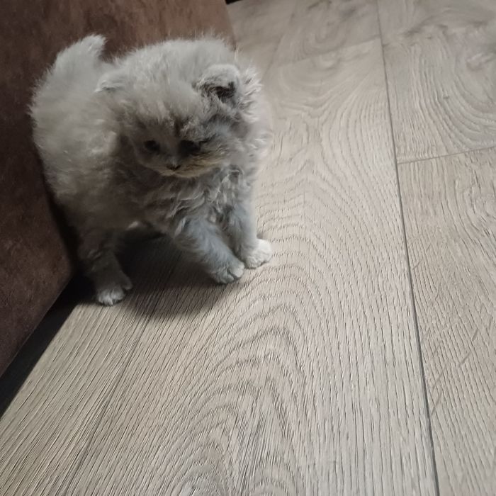 Британски котенца