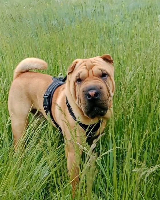 Вязка шикарный шарпей