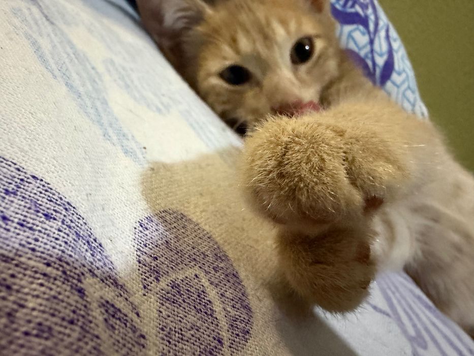 Котенок в добрые руки