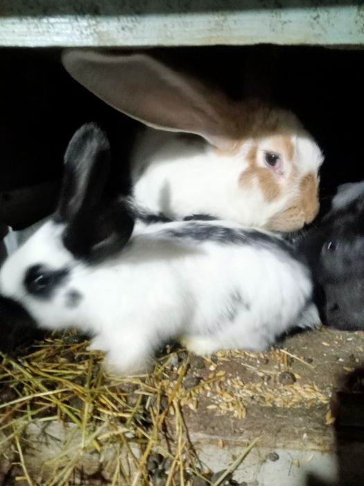 Продам крольчат .