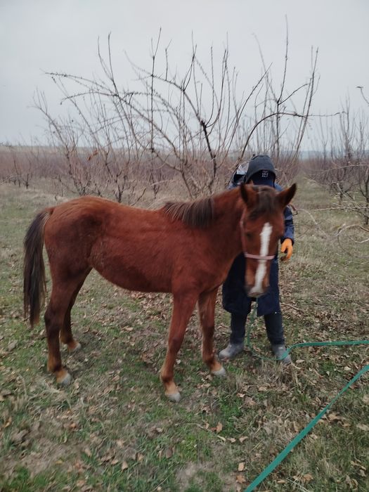 Той сотилади 1еш7ойлик