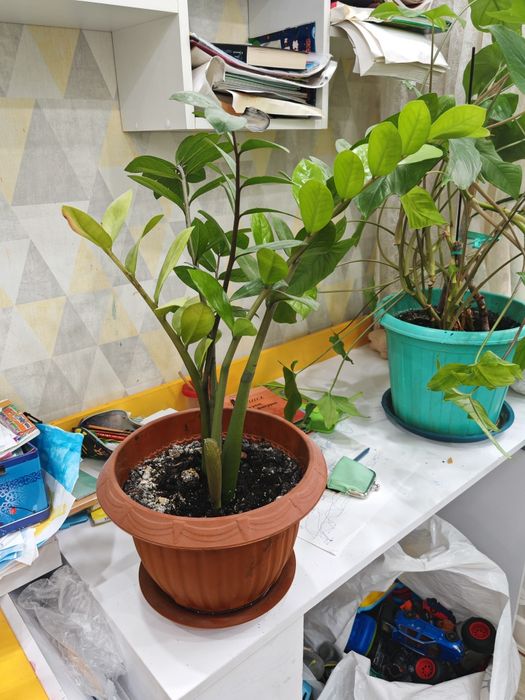 Продам растения комнатные