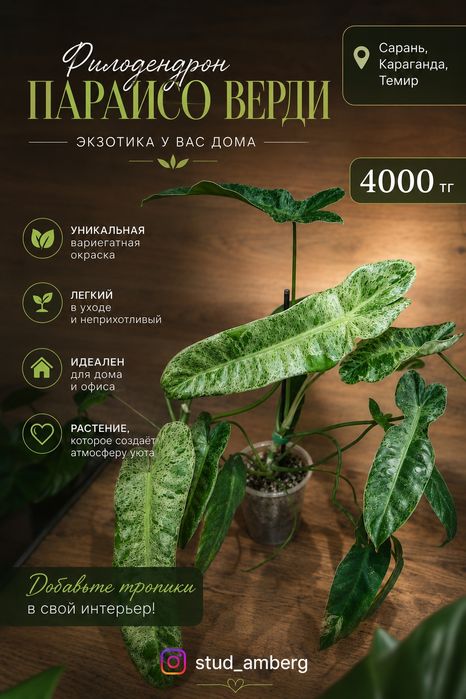 Филодендрон 1 ...