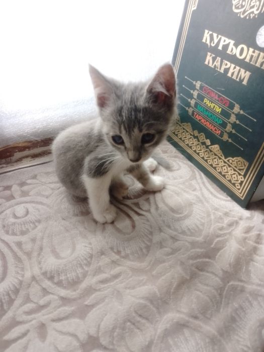 Мушуклар берилади