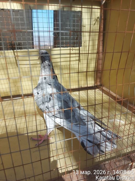 Широкохвостые голуби