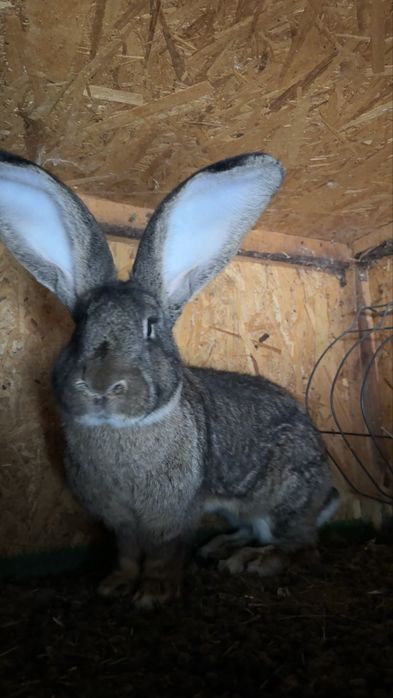 Femelă Uriaș German