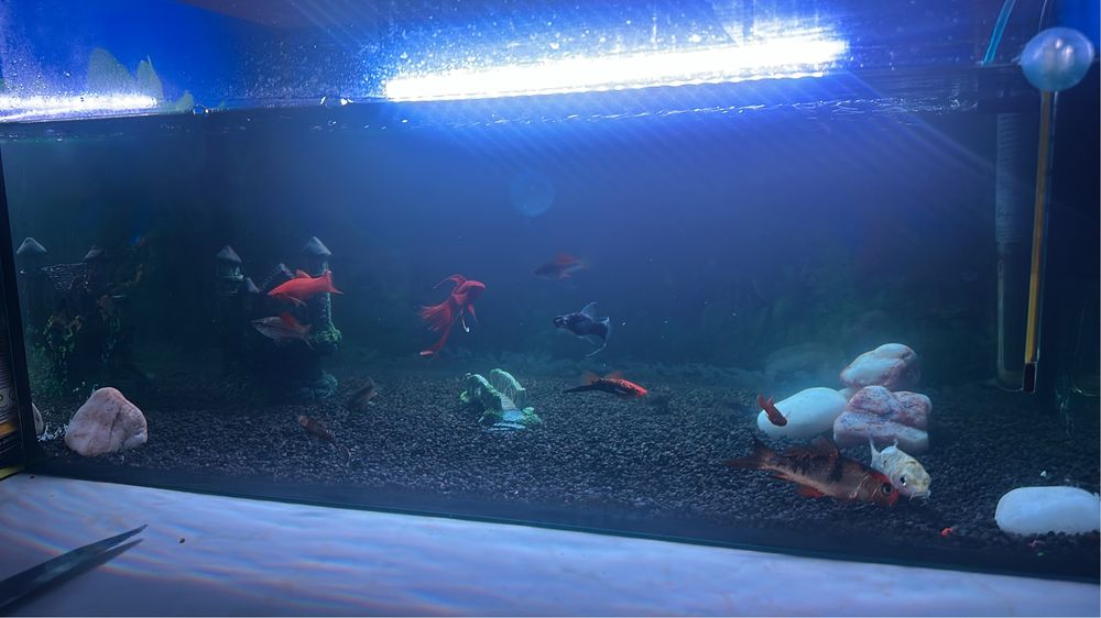 Vand/schimb Pui crap koi