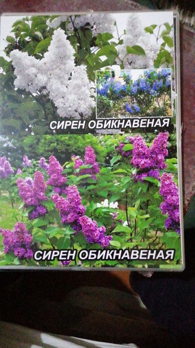 Manzaralik gul daraxtlar