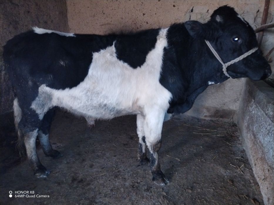 Novos sotiladi sog'lom