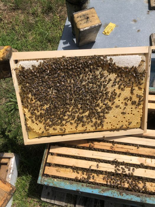 Пчелни отводки