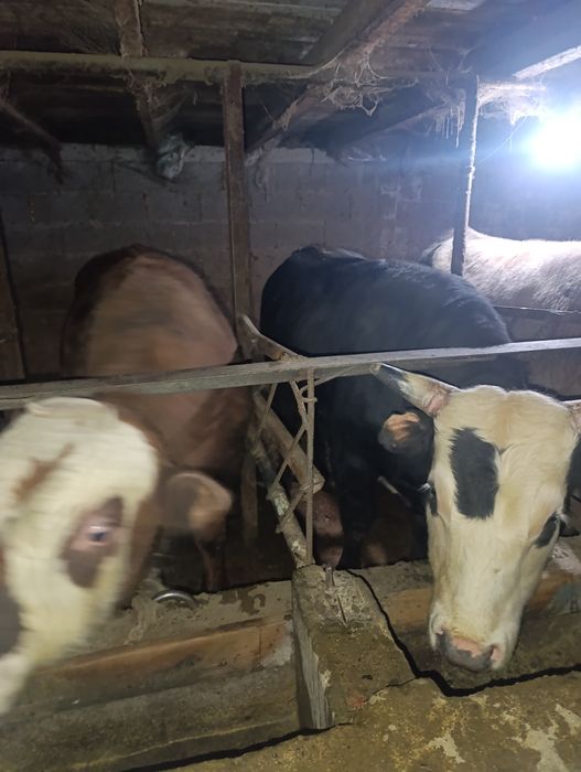 Продам бычки через вес