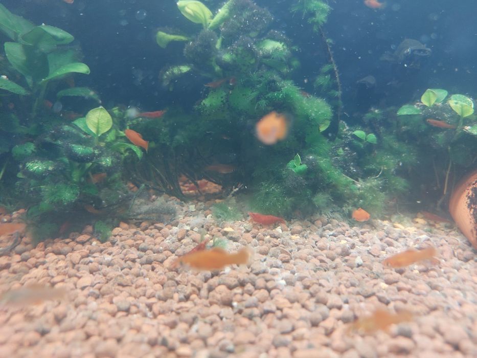 Меченосец малёк красный