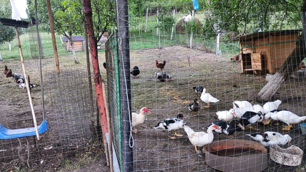 De vânzare, rațe leșești