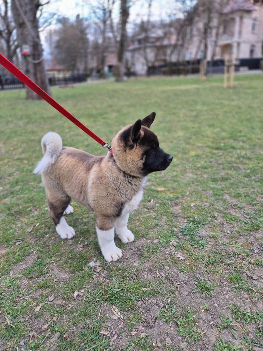 Akita American de trei luni jumate