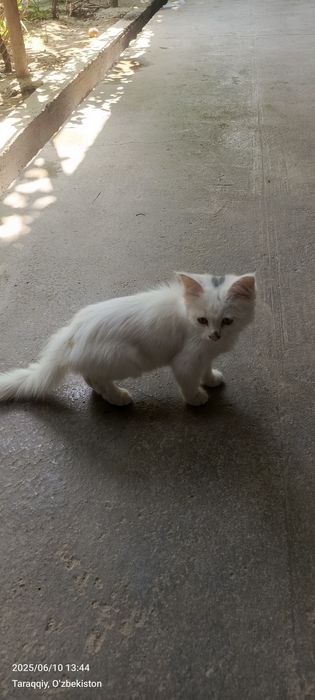 Bosslar boysunuvchilarni porno bilan sikish