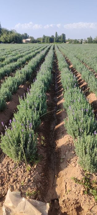 Lavanda 9-gektar bor 29500 soʻmdan ulgurchi narxlarda 24/7 aloqadamiz