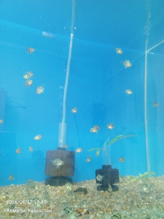 Попугай сапфировый