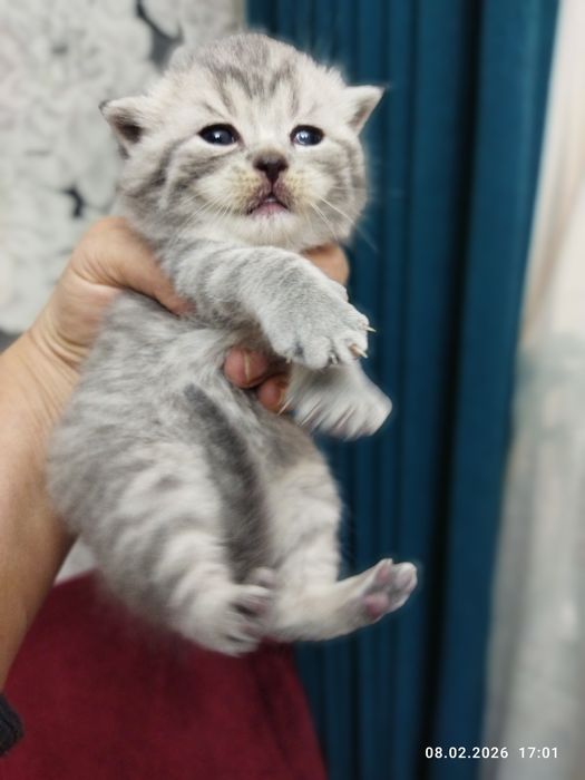 Бронь на шотландских котят