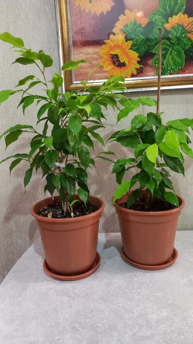 Продам фикус Бенджамина