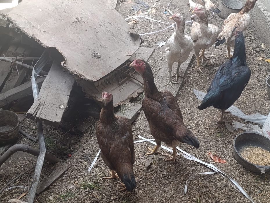 Даканы продаю только продажа