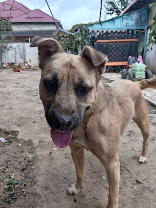 Dăruiesc cățelușă