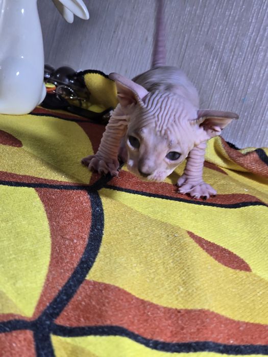 Милый котик донского сфинкса