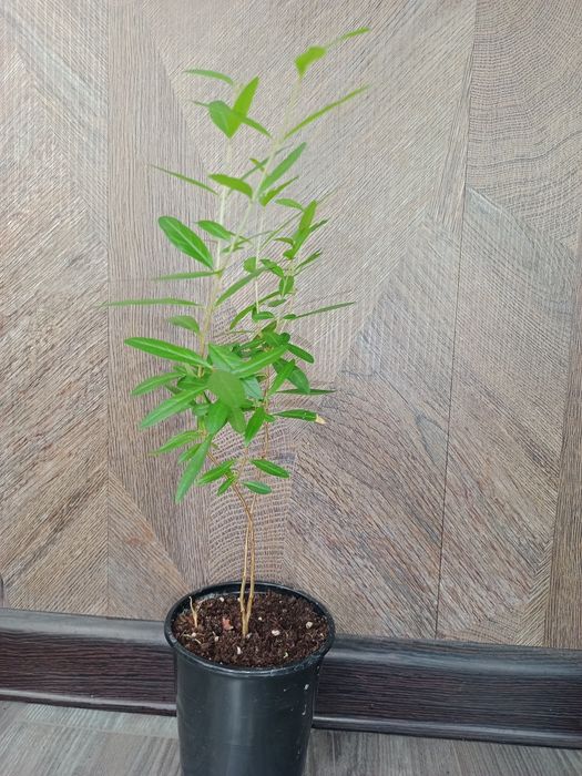 Комнатный гранат, лимон, алоэ вера