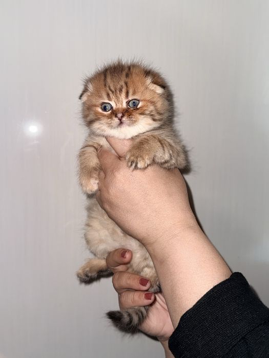 акция улгуриб колинг