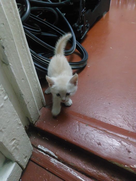 Бесплатно котят.