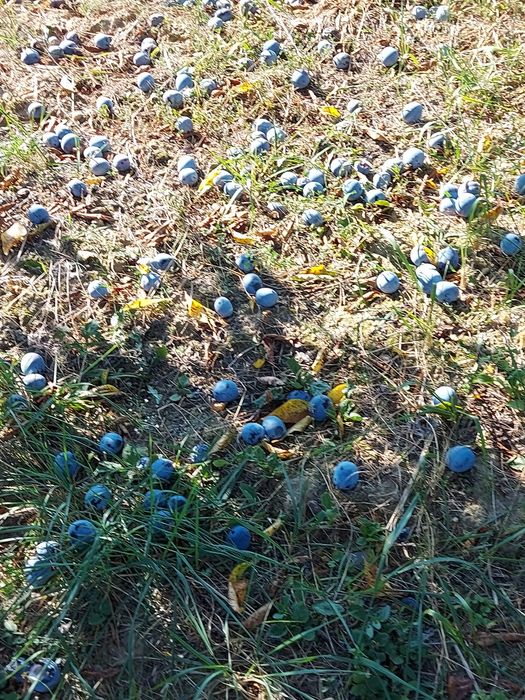 Prune tuica anaspet și pere gutui