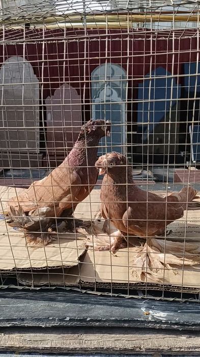 Голуби красные двухчубые