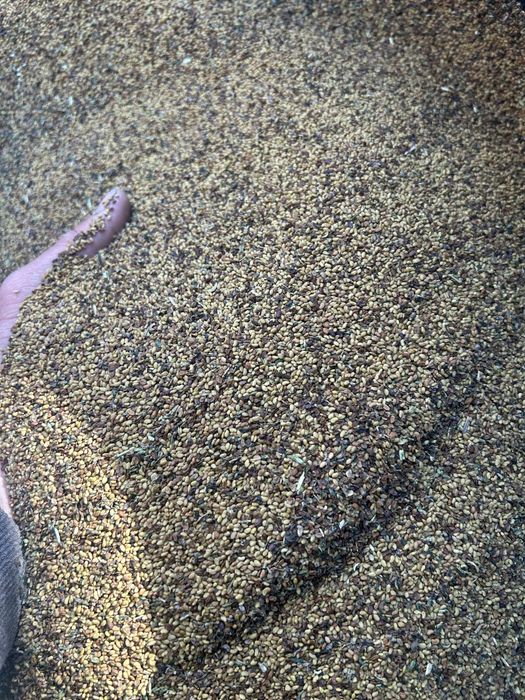 Vand samanta de lucerna pretul este negociabil la cantiate mai mare