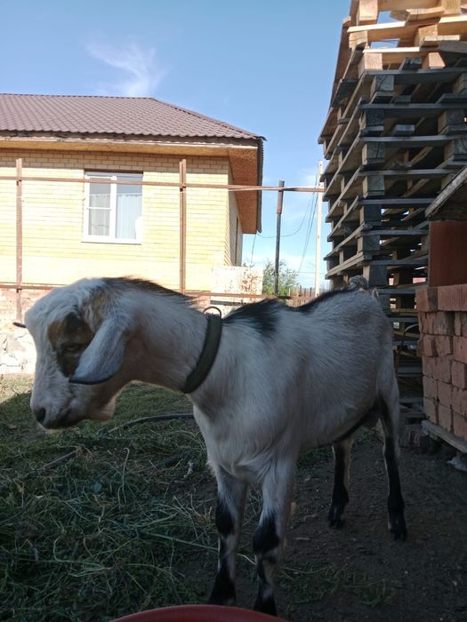 Продаю молодого козла