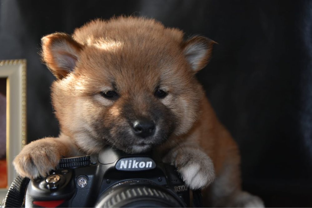 Щенки сиба ину