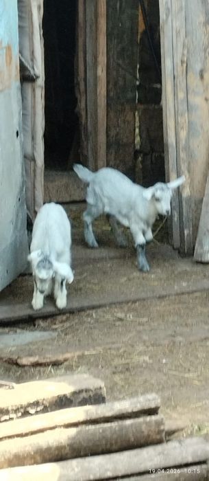 Козлята, молочной породы