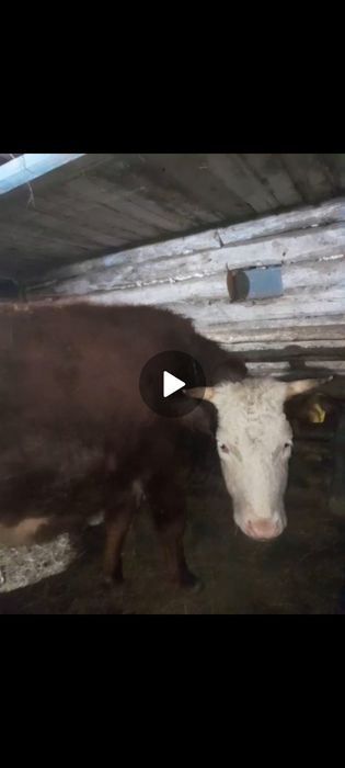 продам тёлка 3 годный