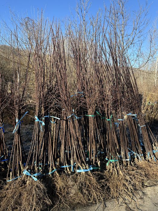 Pomi fructiferi de cea mai buna calitate